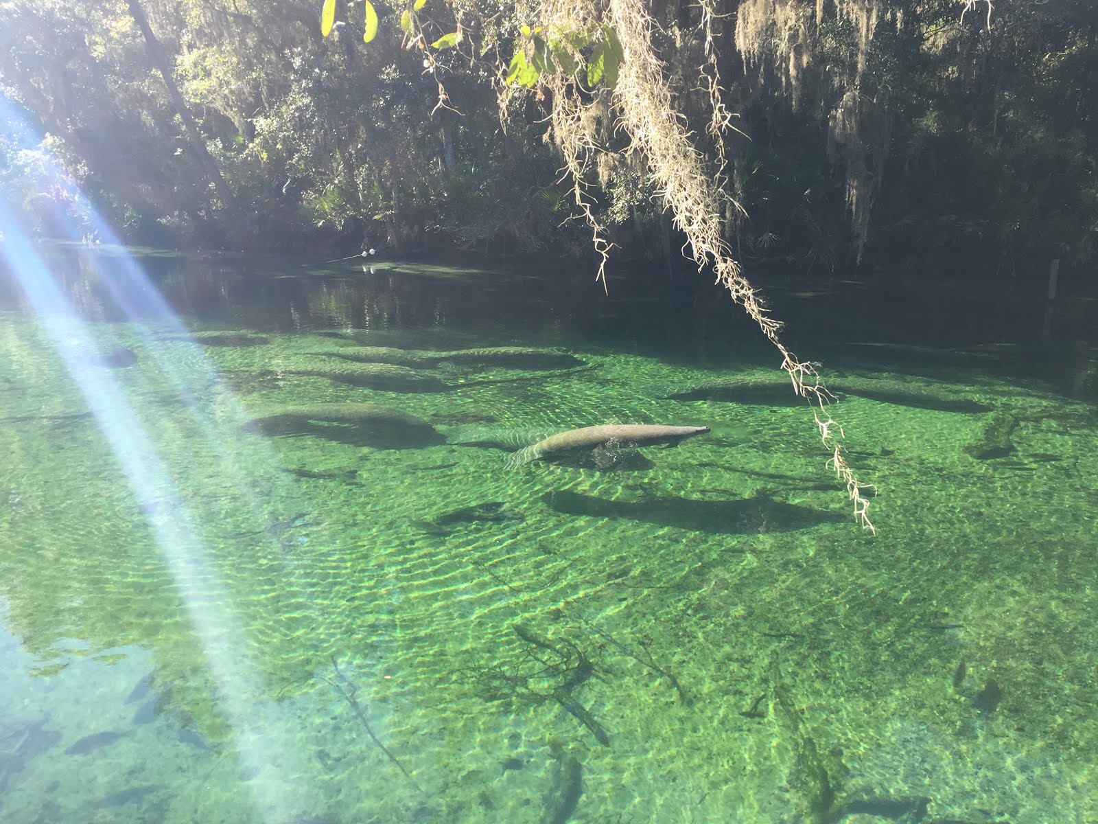 Travel Blue Spring State Park Orange City, FL Manatees