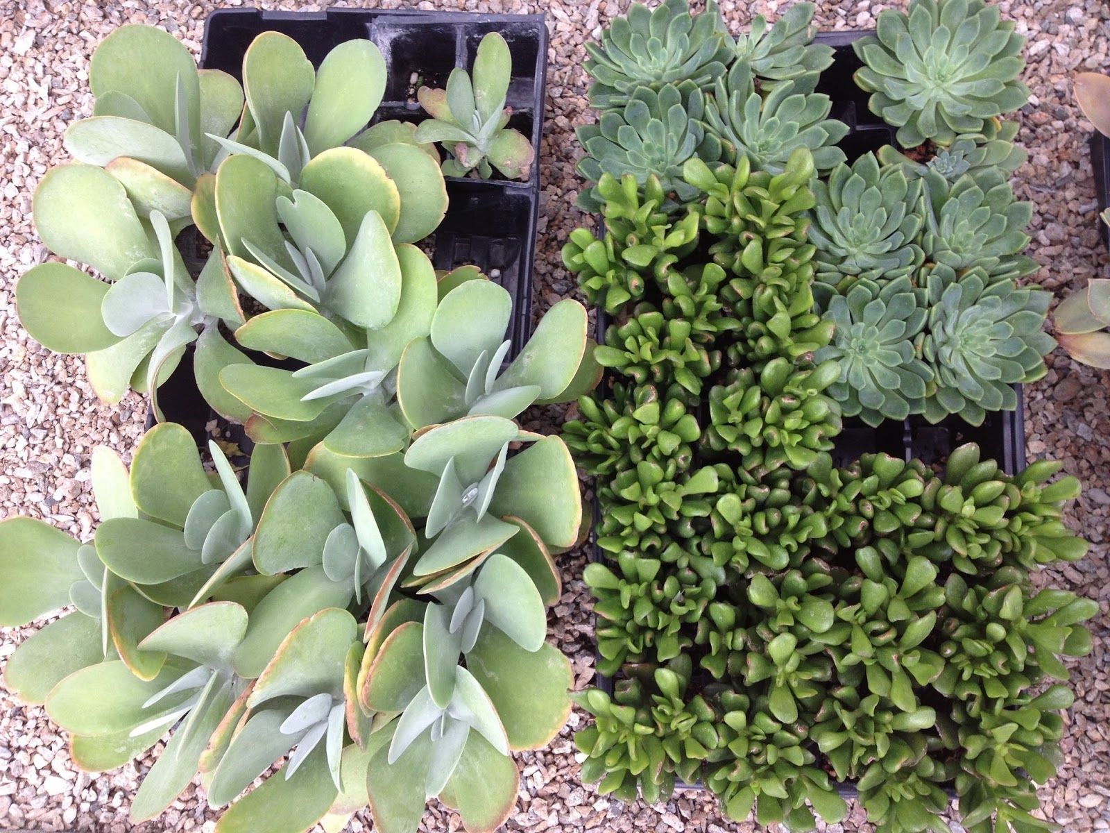 fivetenfifteen edwards greenhouse, boise