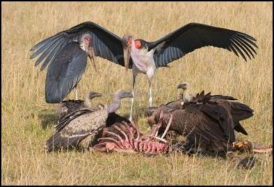 Condor pemakan bangkai