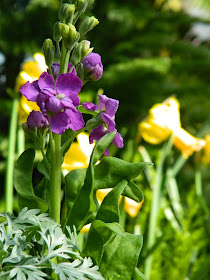 Verbascum phoeniceum 'Violetta' mullein Allan Gardens Conservatory 2015 Spring Flower Show by garden muses-not another Toronto gardening blog