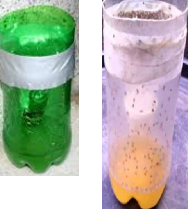Bottle mosquito machar trap Natural Home Remedies to Get Rid of Mosquitoes Bottle mosquito machar trap Natural Home Remedies to Get Rid of Mosquitoes