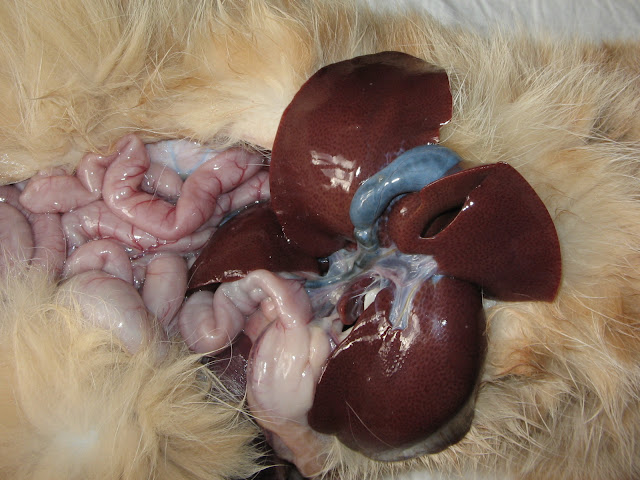 comment augmenter le nombre de globules rouges