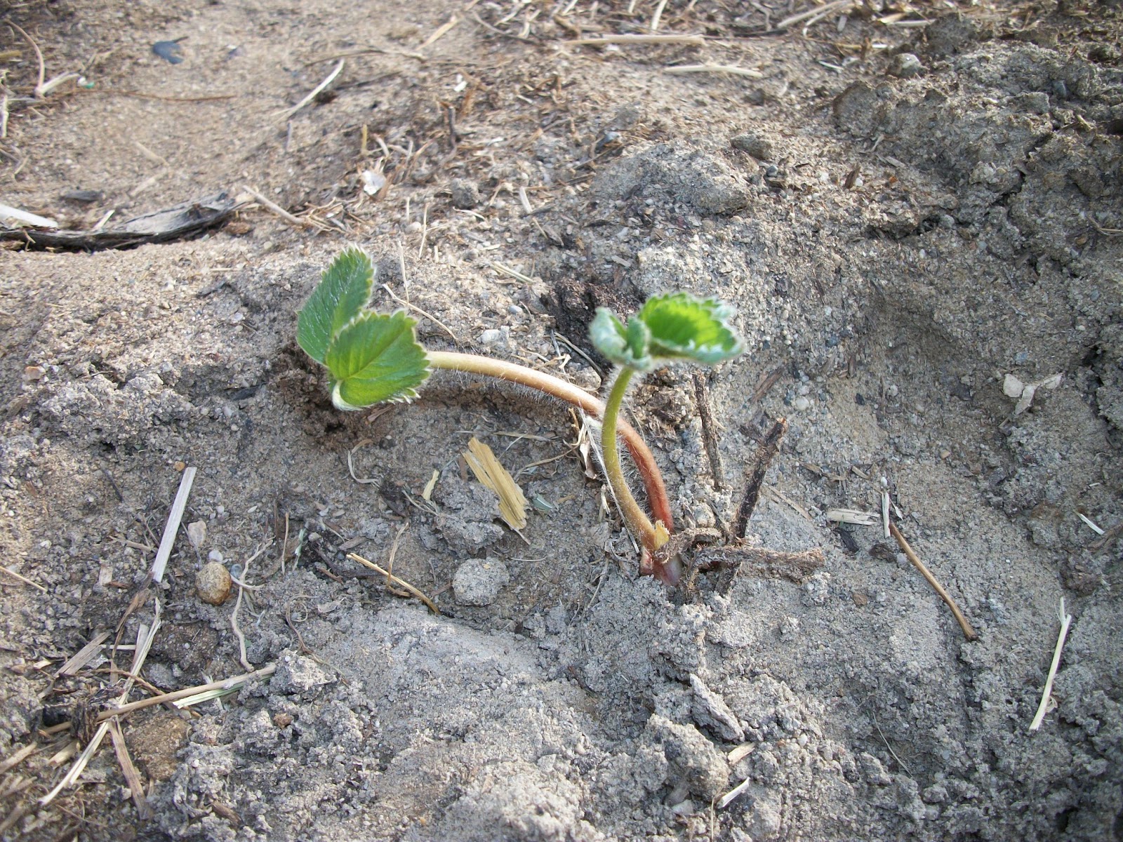 Nevada Kids Planting onions & strawberriesseedlings growing!