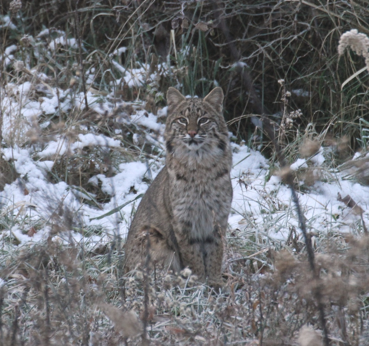 Julie Zickefoose on Blogspot: 2018