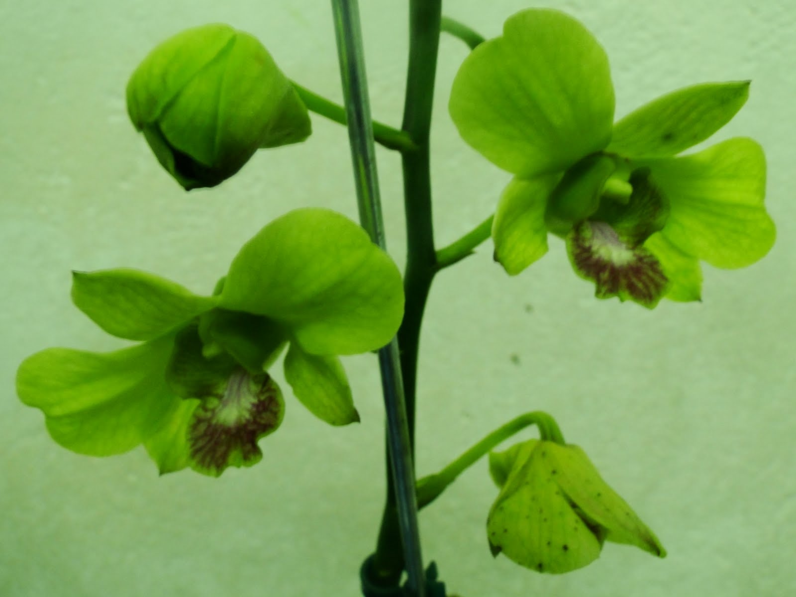 Amo Orquideas: Denphal verde
