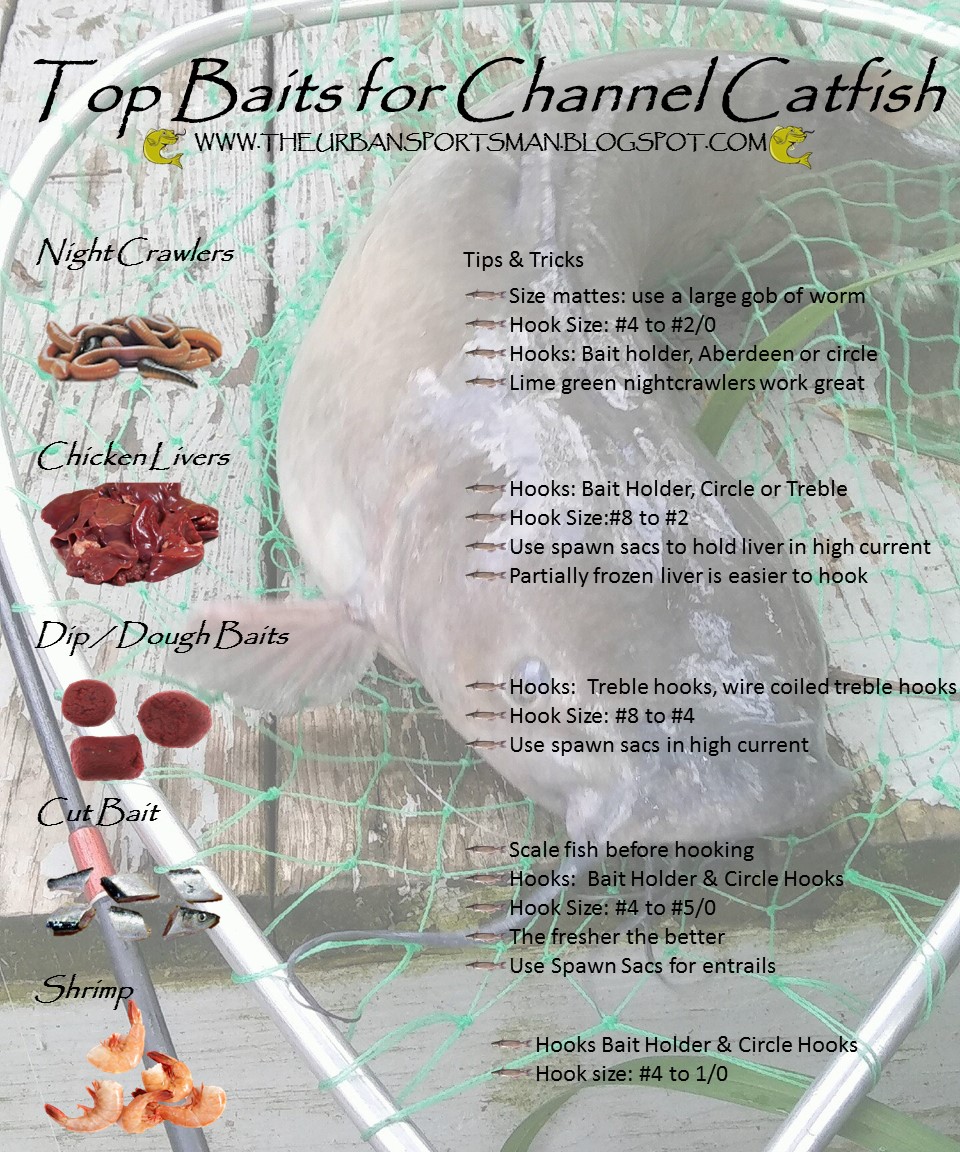 Drop A Line Outdoors, LLC Top Baits For Catching Channel Catfish