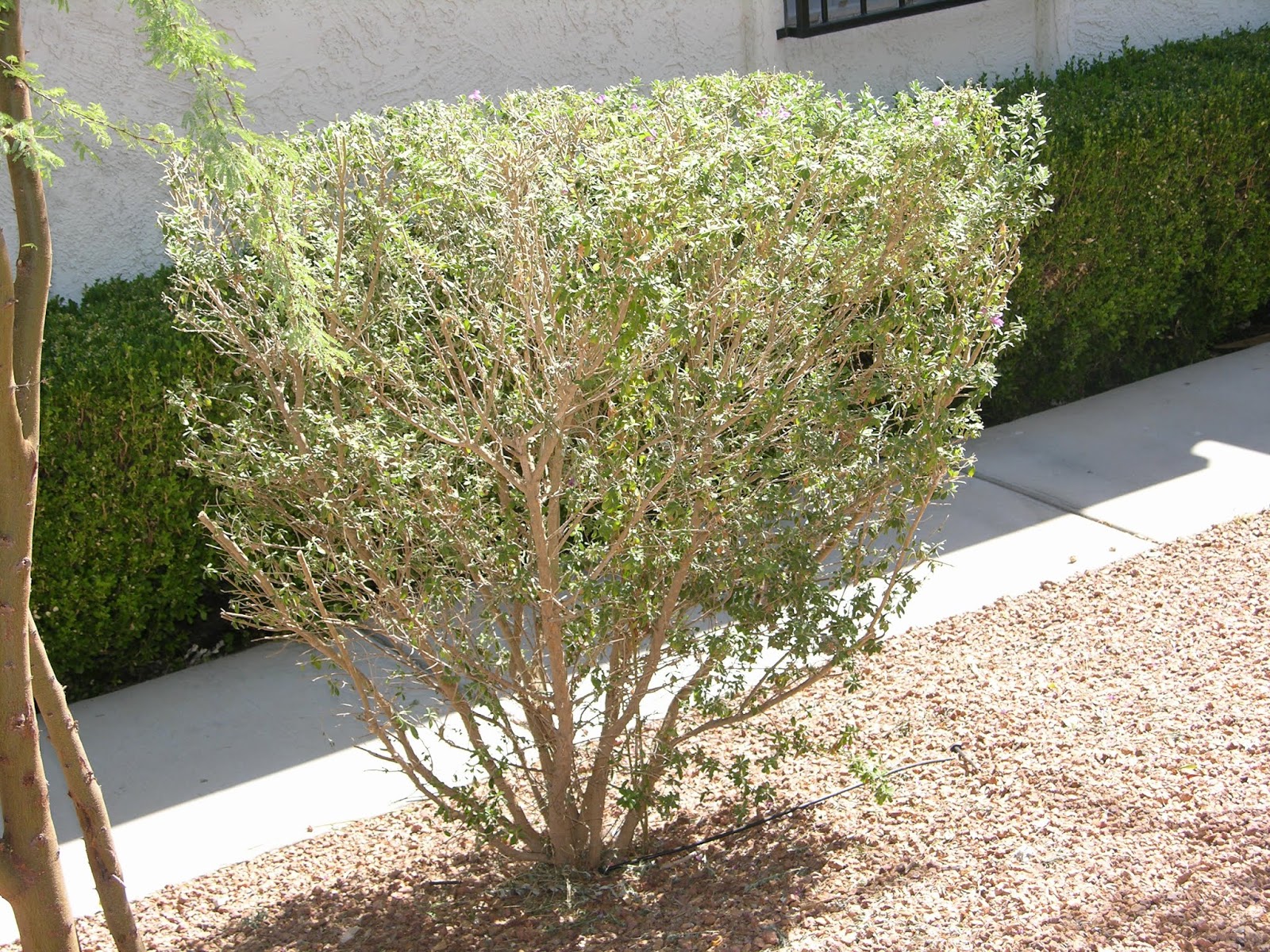 Xtremehorticulture of the Desert Hard Pruning Texas Ranger When?