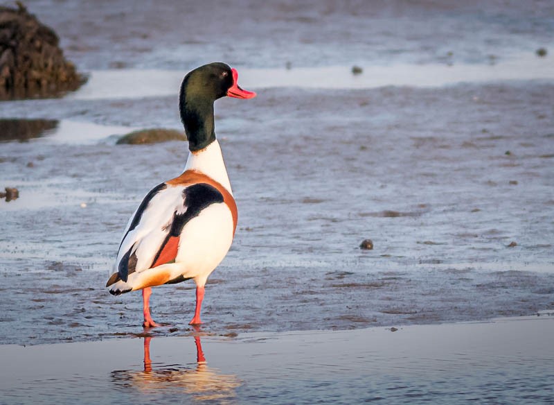 NI Bird Pics Cormorant, Shelduck & Curlew Terry Hanna.