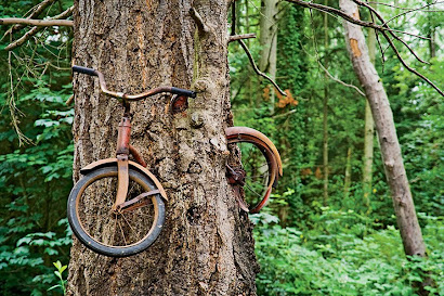 Tree Embraces Bike.