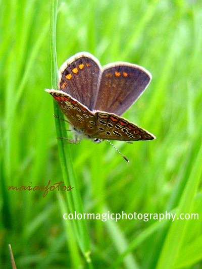 My Nice Garden Blue Butterfly Flower Clerodendrum Ugandense