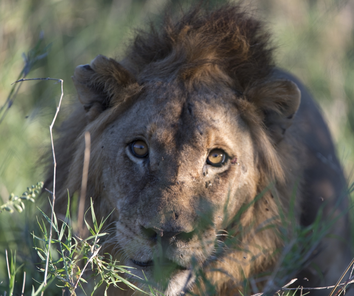 Löwen, Tsavo, Afrika, Wildlife, Safari, lion, lions, africa, kenya