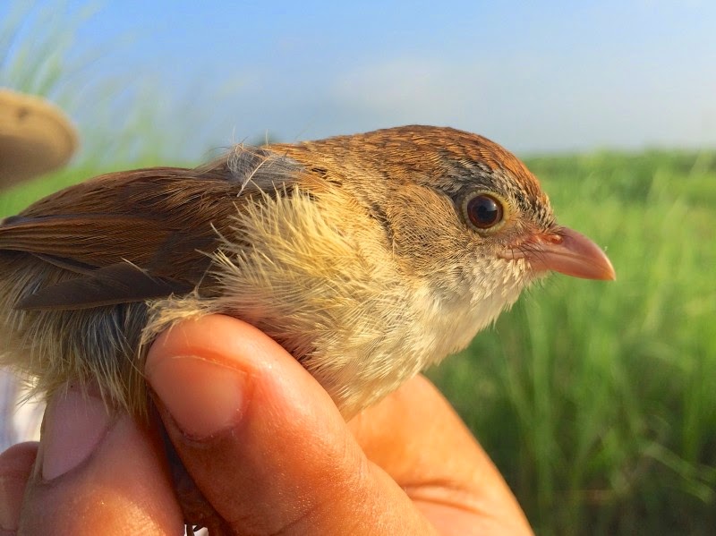 'Extinct' bird rediscovered Geology In