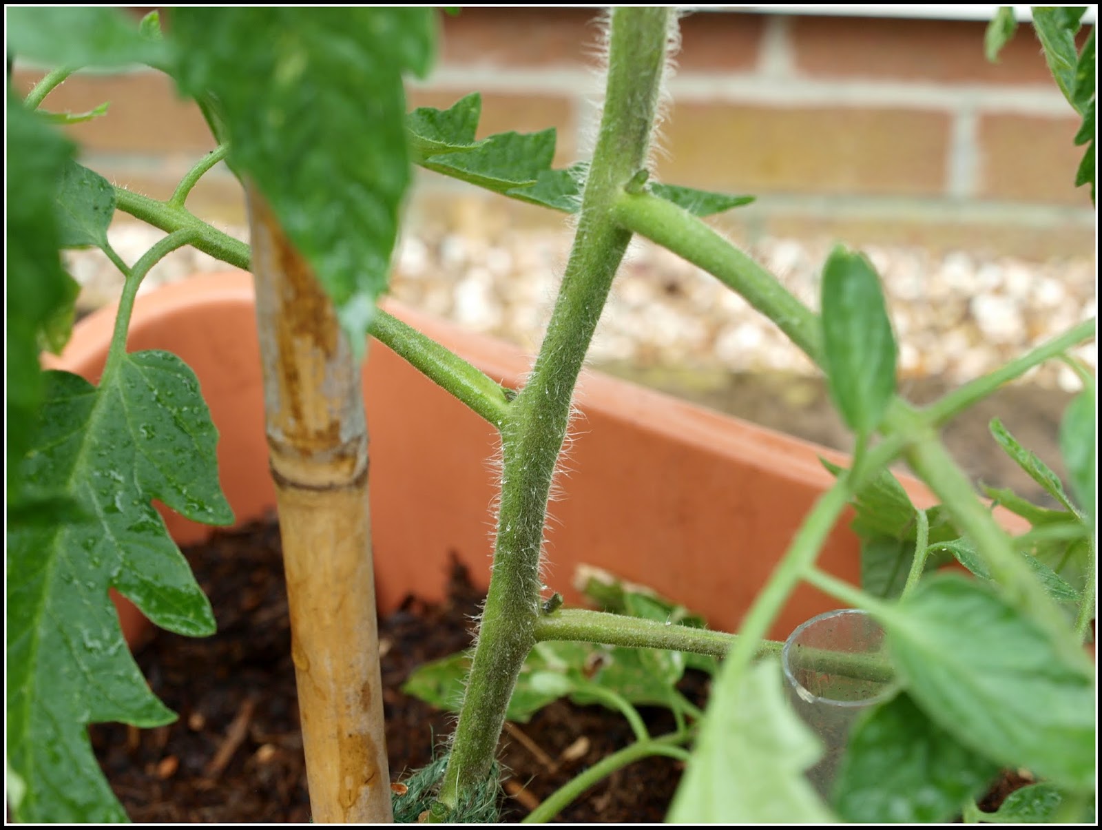 Mark's Veg Plot: Pinching-out and tying-in