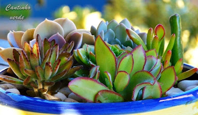Como cuidar Cactos e Suculentas