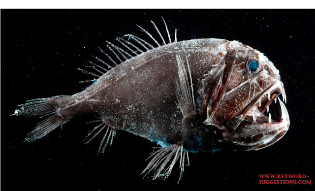 Fangtootfish Adalah Jenis Ikan Laut Dalam Paling Menyeramkan, Predator Dan Unik