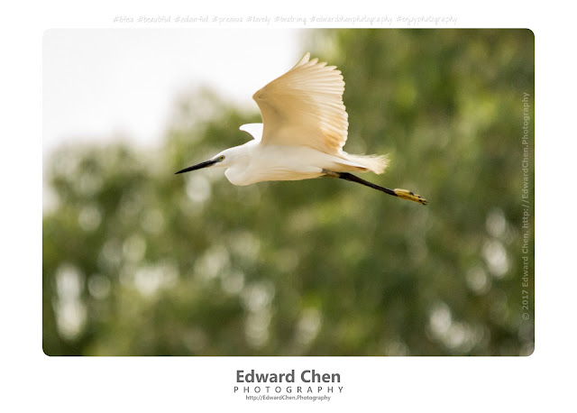 Edward Chen Birding With The Canon 7d And Sigma 150 500mm F5 6 3
