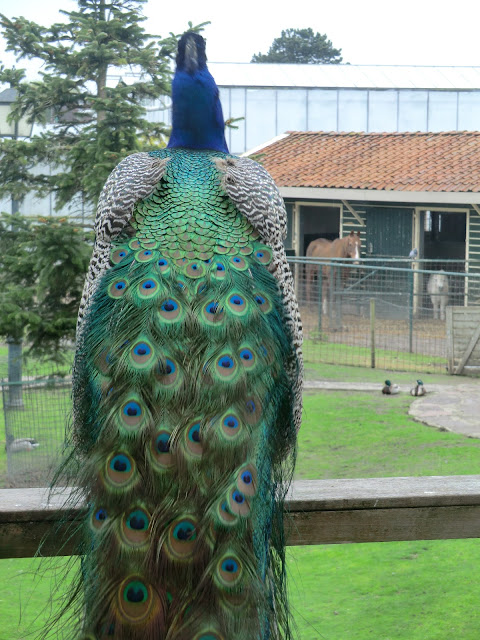 peacock on fence