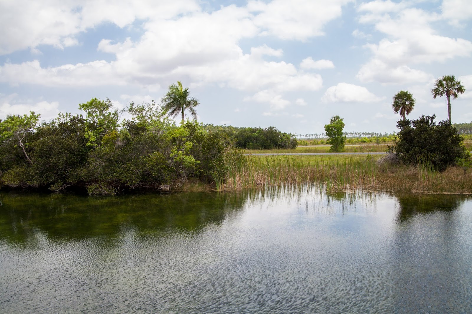 Everglades National Park A Precious Paradise at Risk Explore the