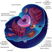 Animal Cell 3d diagrams