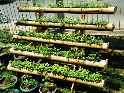 bertani sayur-mayur memanfaatkan bambu bekas secara vertikultur bertani sayur-mayur memanfaatkan bambu bekas secara vertikultur
