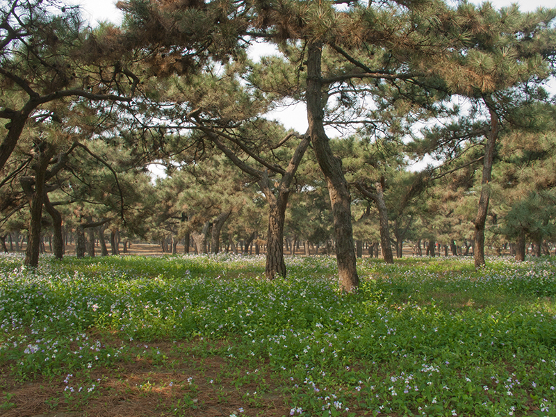 Cyprès noueux dans le parc du temple du Ciel à Pékin
