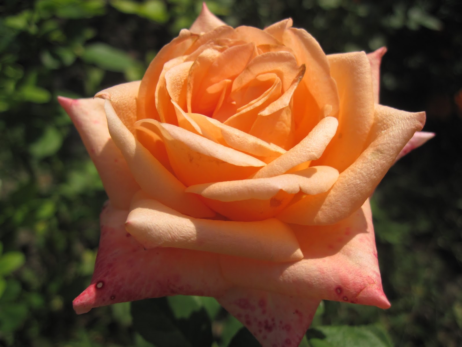 Марийкино детство