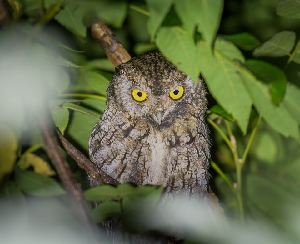 NeoVista Birds and Wildlife A Michigan Owl for Mom