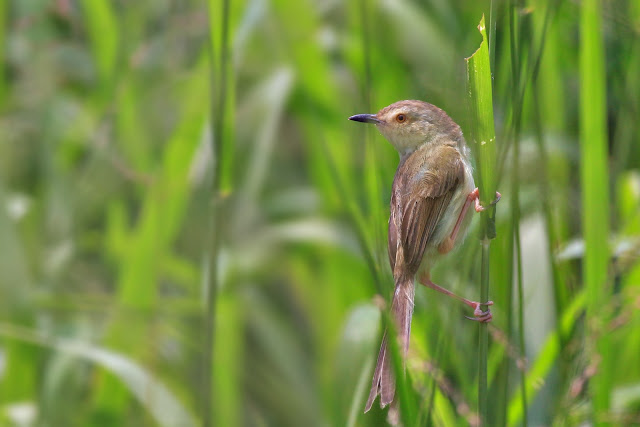 Plain Prinia stands in open position