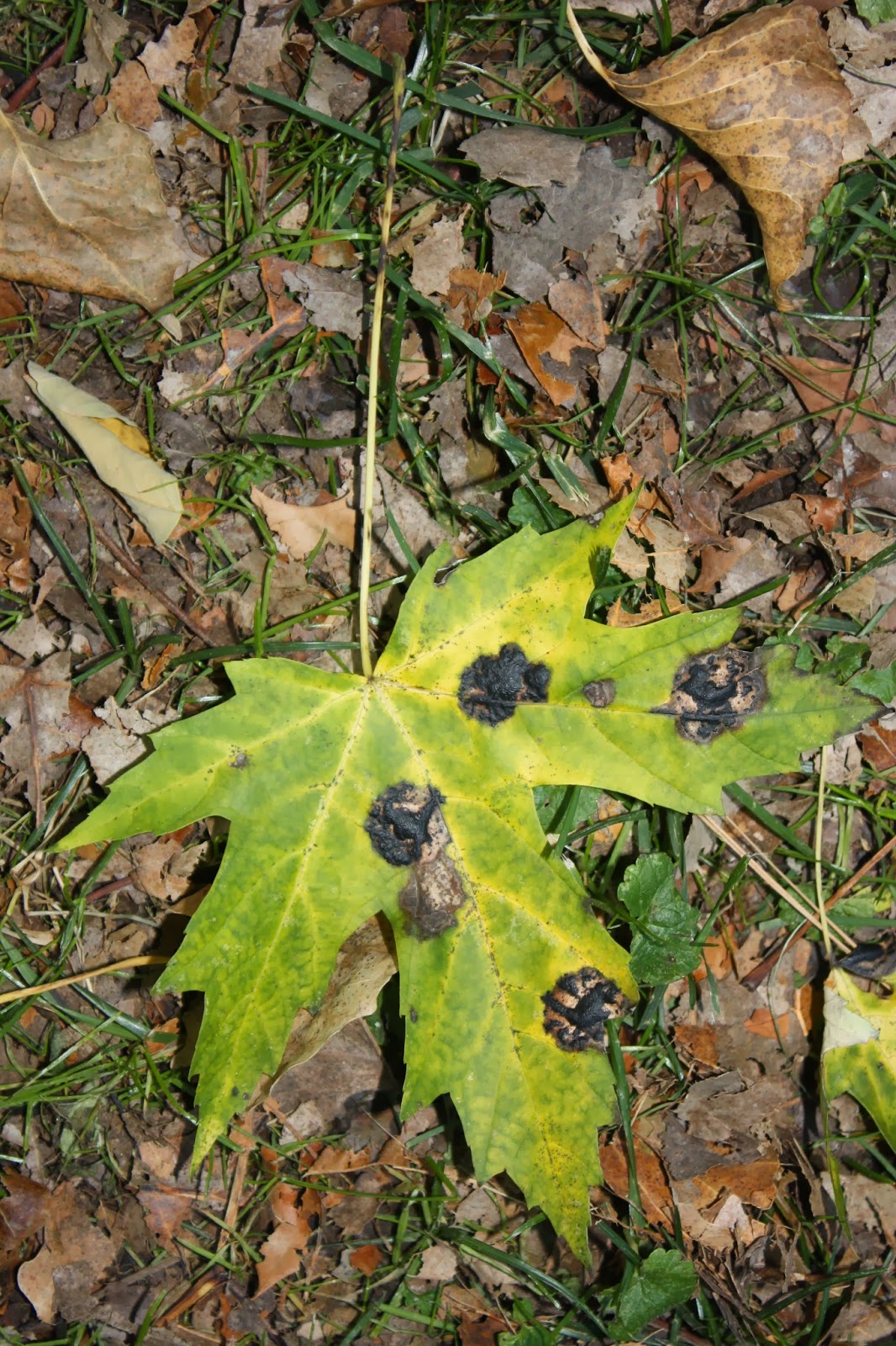 Gardening What are Those Black Spots on my Maple Leaves?