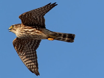merlin falcon in flight
