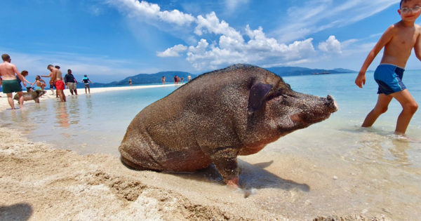 Koh Madsum (Pigs Island) Optional Tours