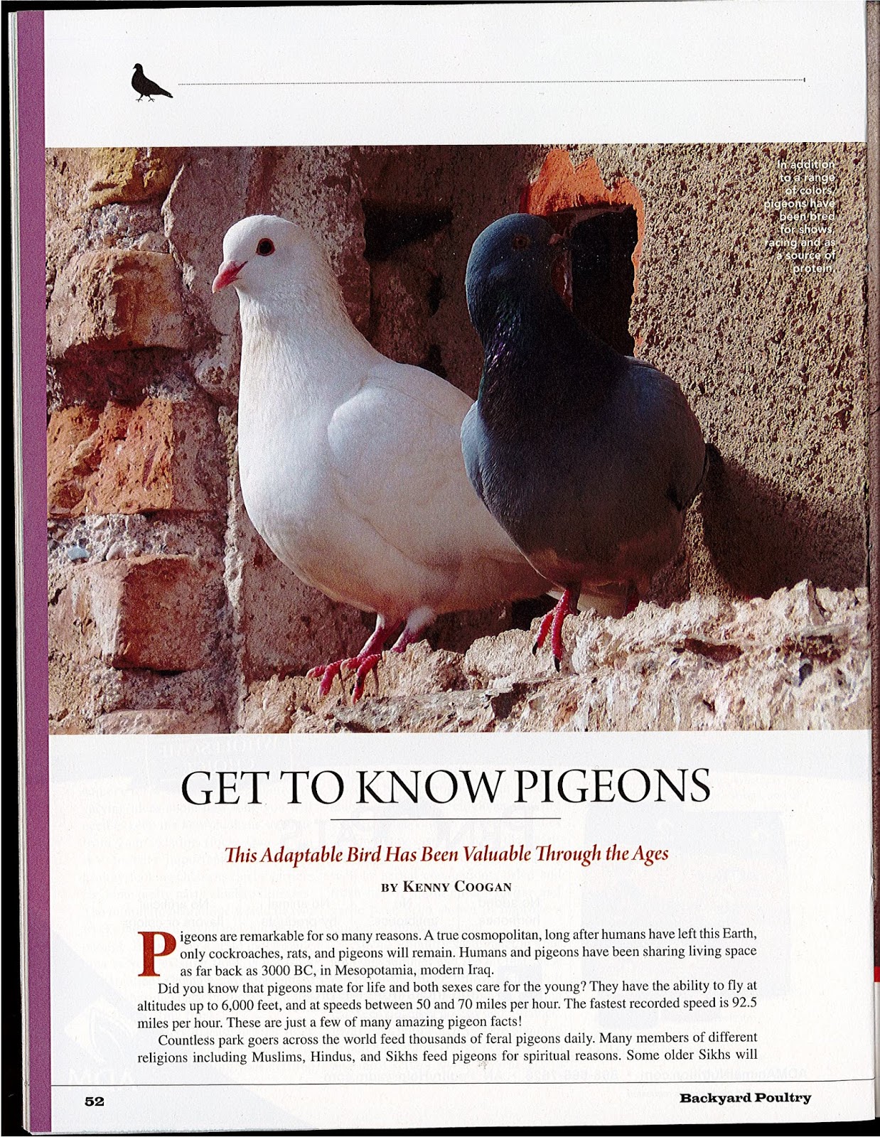 AMERICAN RACING PIGEON UNION Backyard Poultry 4part series, written