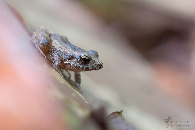 Craugastor stejnegerianus - Stejneger's Rain Frog