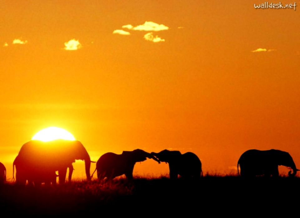 African Elephant Sunset