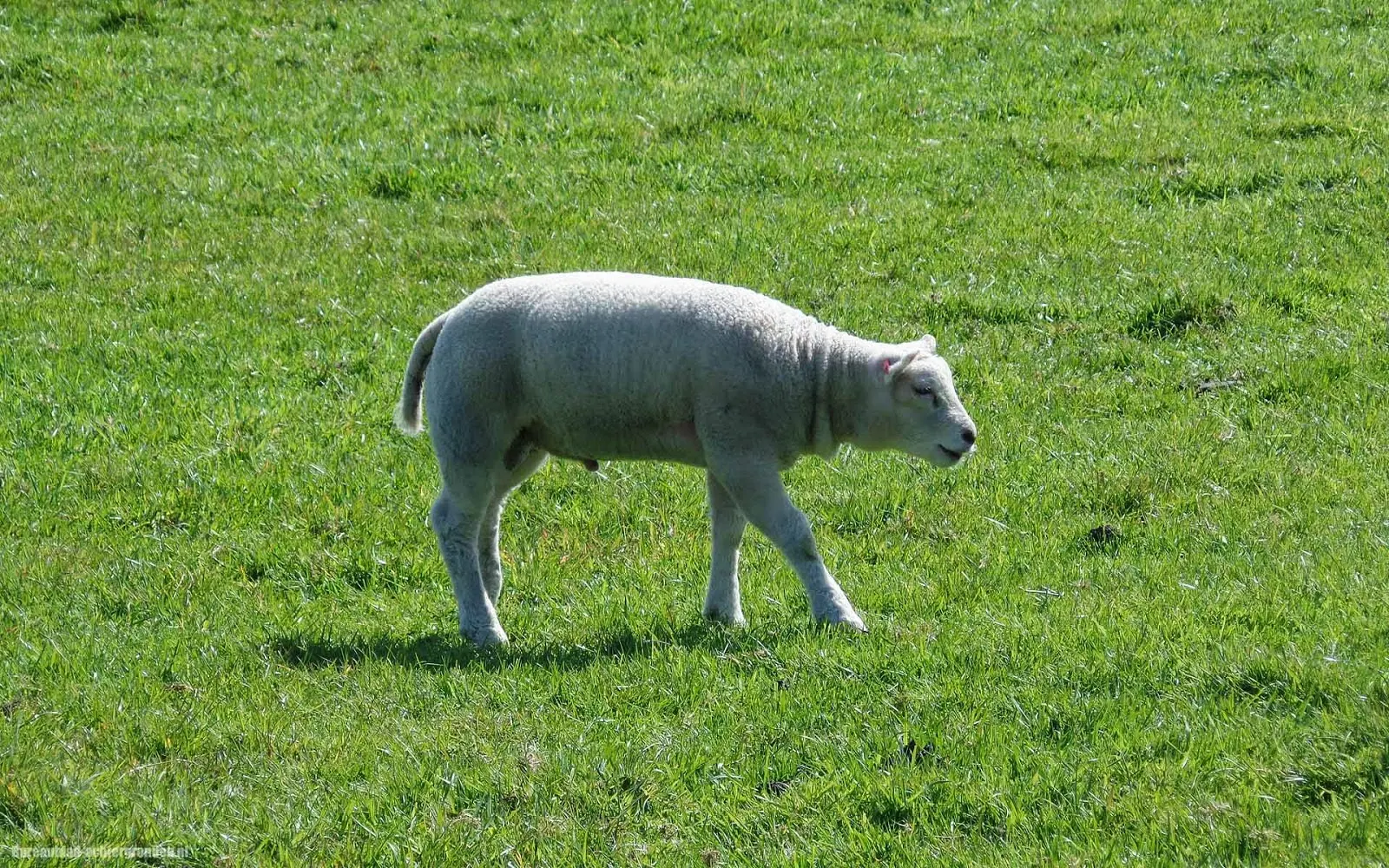 Een close up foto van een jong schaap in de lente