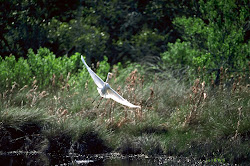 birds flying flight shines sun