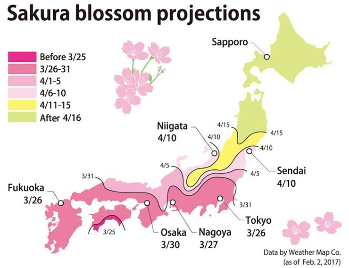 Sakura blossom projections