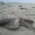 Aves Marinas mueren en playas de Magdalena de Cao