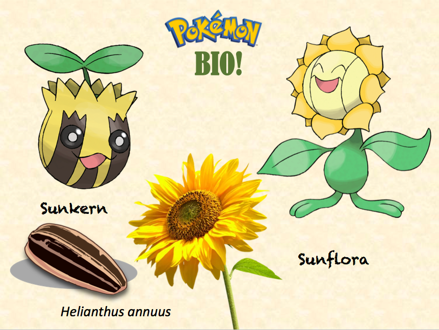 Pokémon tipo planta Flashcards