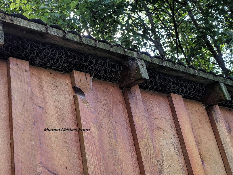 How to protect your chickens from raccoons Murano Chicken Farm