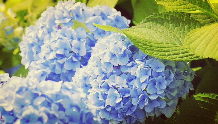 Hortensias azules