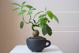 Can I Bonsai an Plant? - About Bonsai