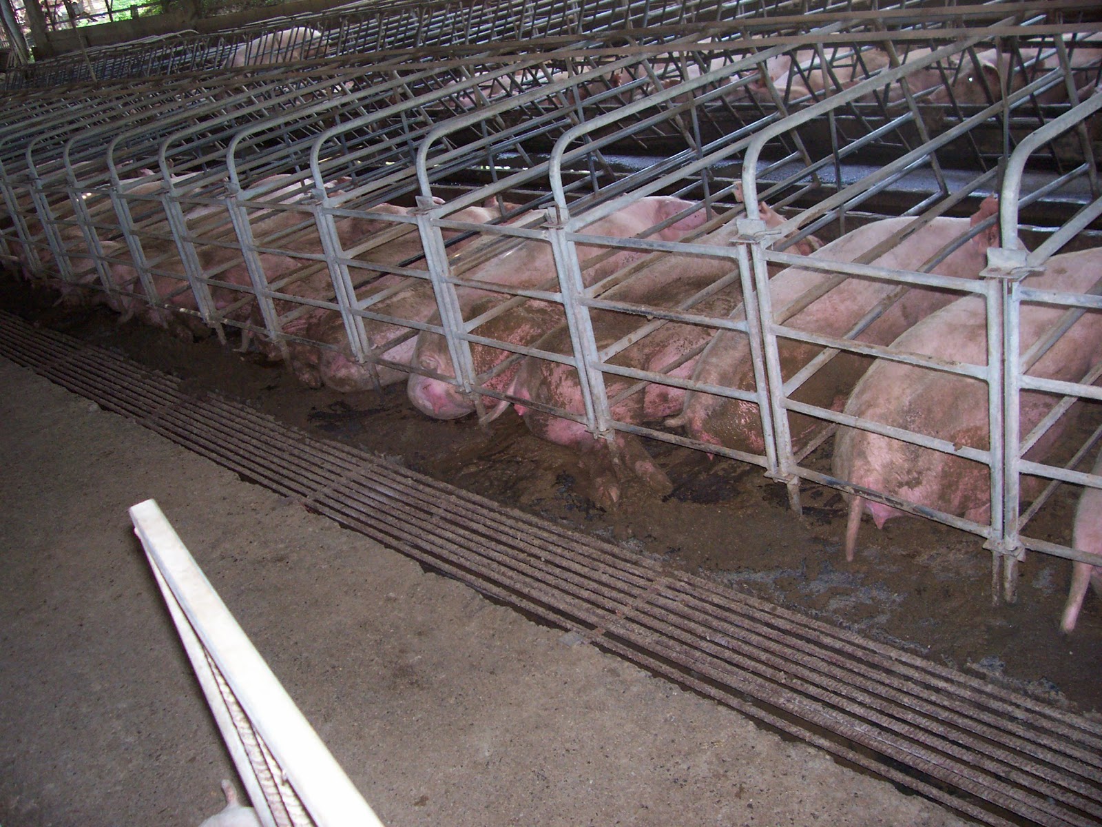 Pig business picture