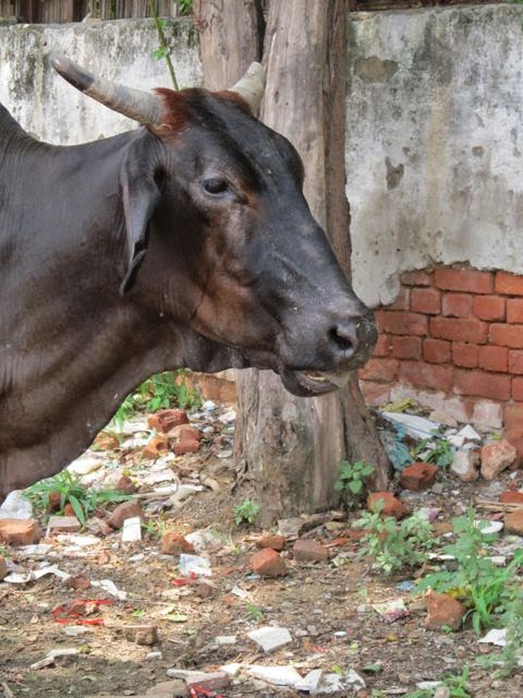 Of hot chapatis for buffaloes and small incidents of rape