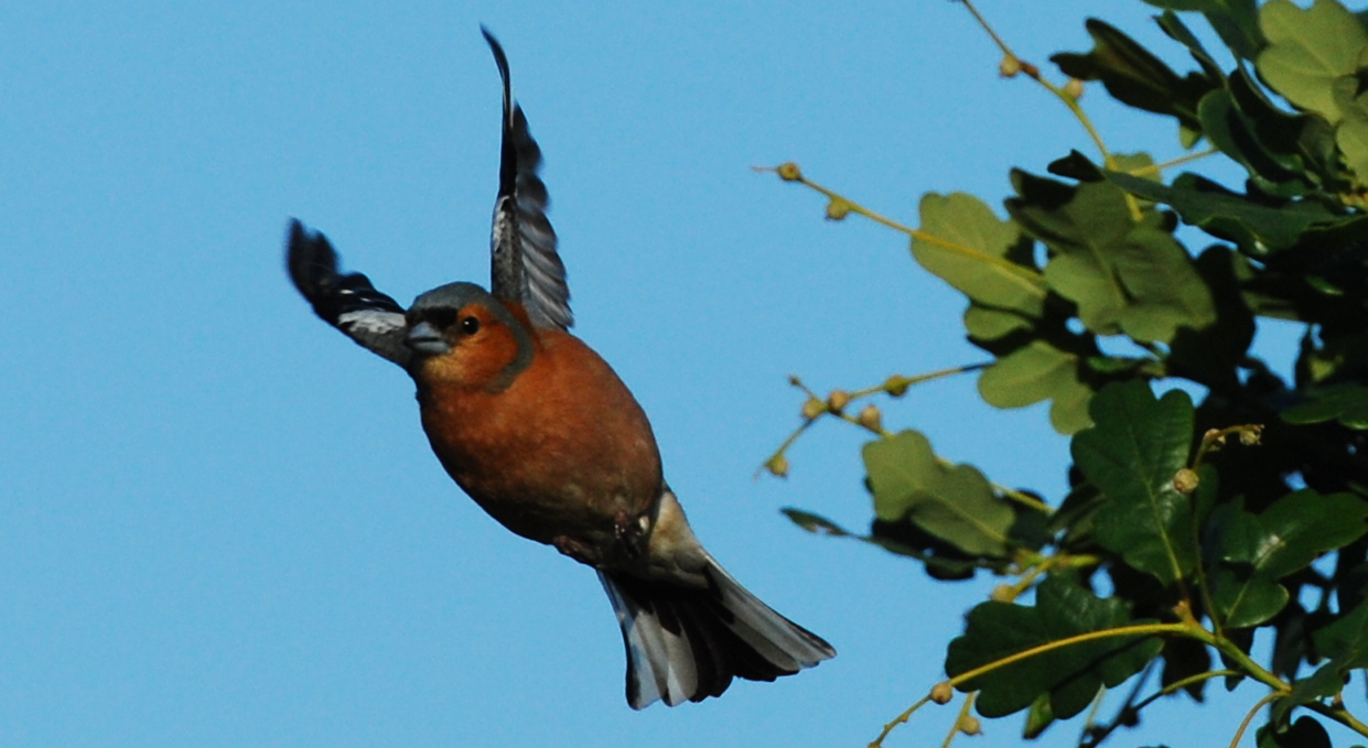Serge Krzyzanowski Photographies Les oiseaux de Bretagne