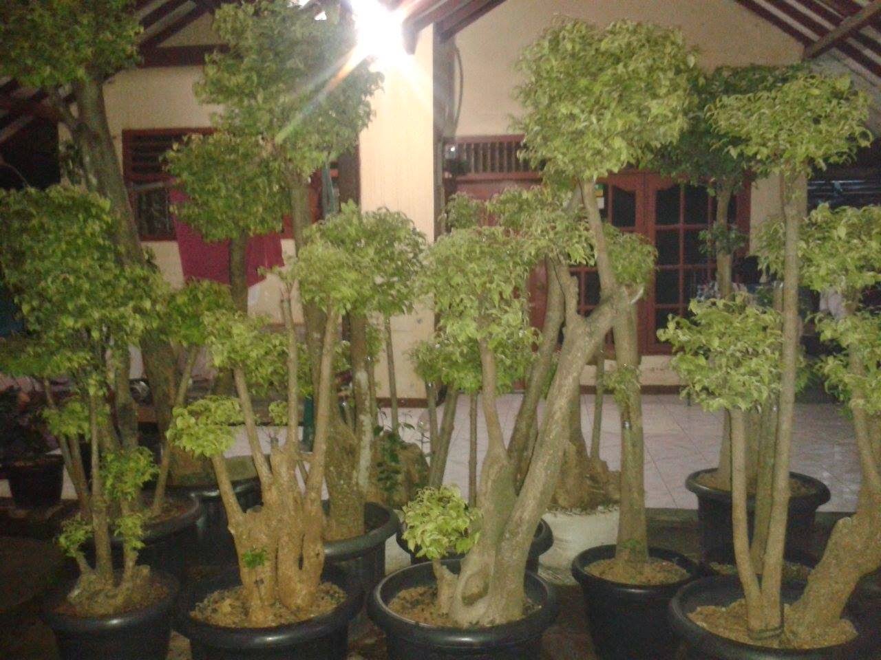 Bonsai Anting Putri Pohon Anting Putri Tukang Pohon