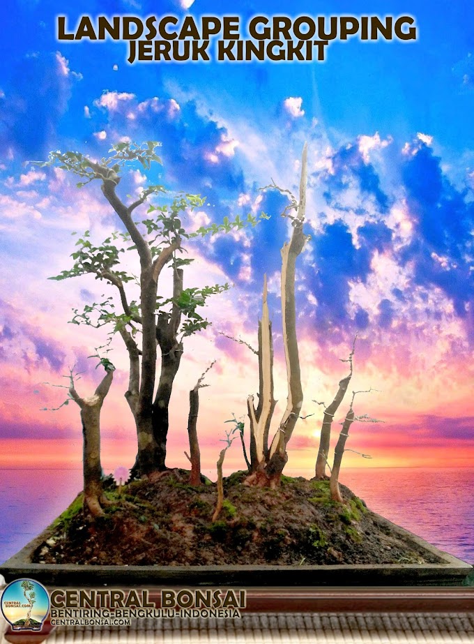 INSPIRASI ALAM TEKNIK PEMBUATAN GROUPING JERUK KINGKIT