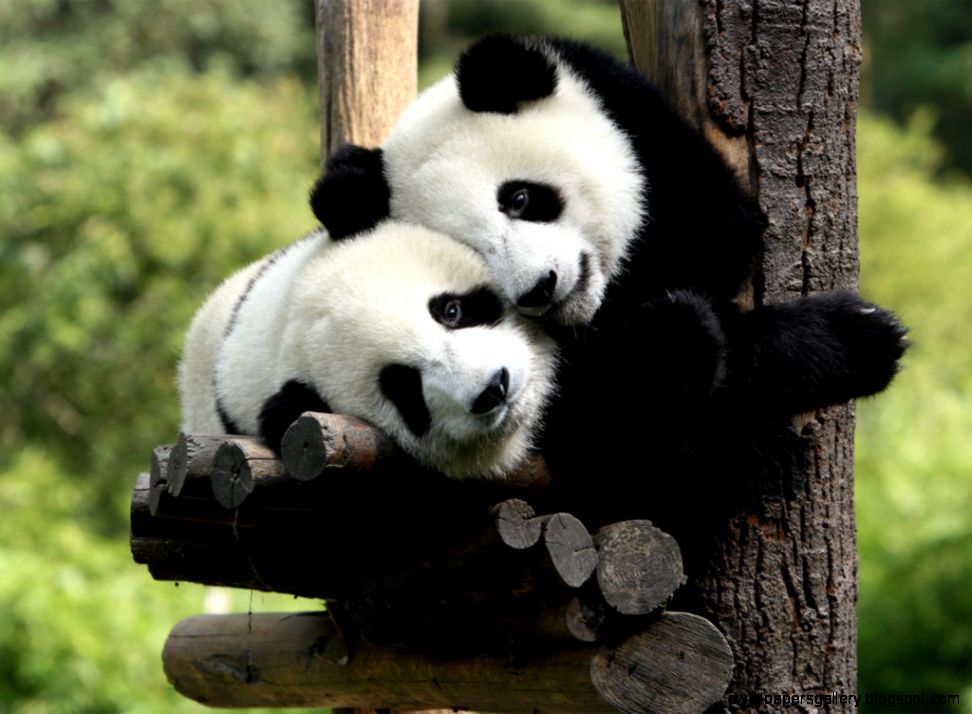Really Cute Baby Pandas Wallpapers Gallery