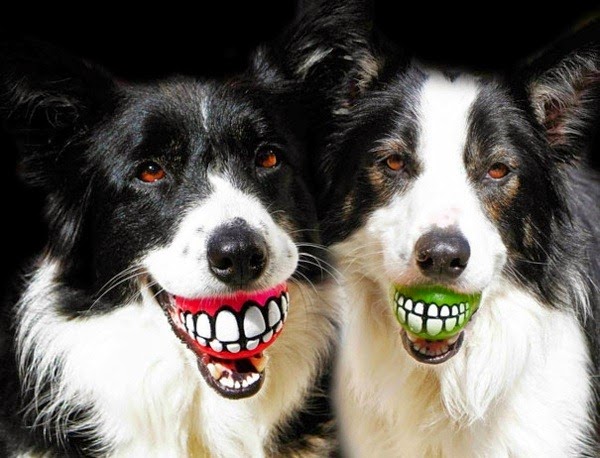 20 cool gift ideas for dogs