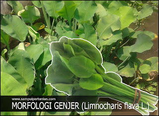 MORFOLOGI TUMBUHAN GENJER (Limnocharis flava L.)